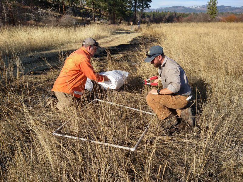 Two men doing field work in tall dry grass
