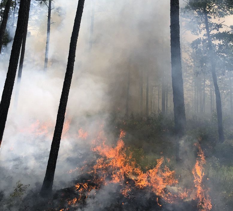 A prescribed fire burning in the woods