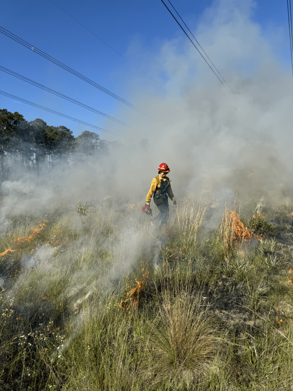 A firefighter walks through the middle of a prescribed burn in tall grass