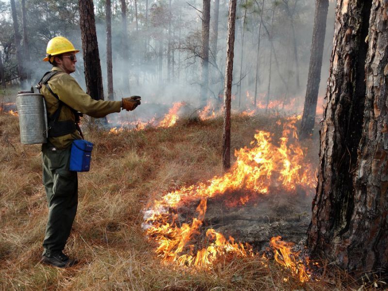 A firefighter stands in dry grass to the right is a prescribed burn line