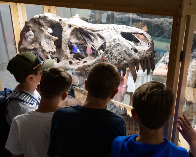 A group of students stare at a fossilized T-Rex head.