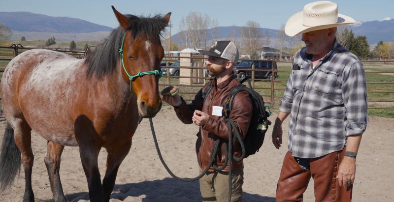 student horse