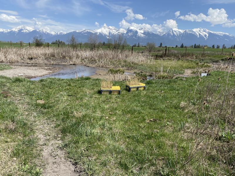 Planting near Sabine Creek