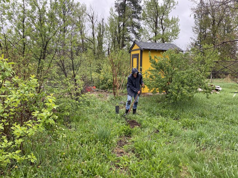 Farmer planting a Blue Elderberry