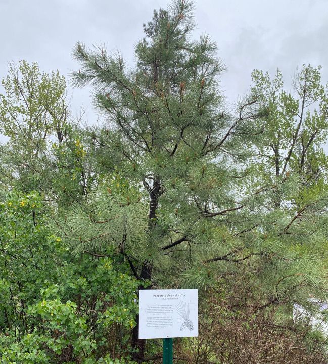 Ponderosa pine tree with sign