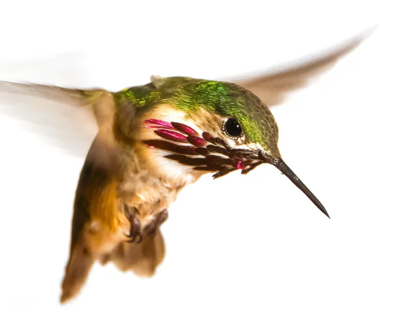 A hummingbird in flight