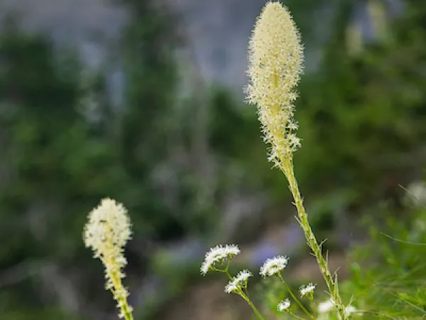 Blooming bear grass on a grassy mountainside in Glacier National Park.