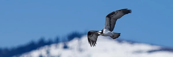 Iris the Osprey soars over Missoula on a clear, winter day.
