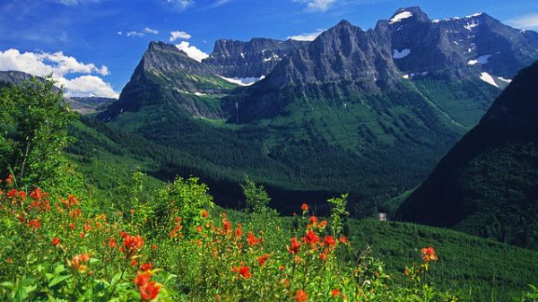 Green grass with orange flowers in front of the backdrop of tall mountains
