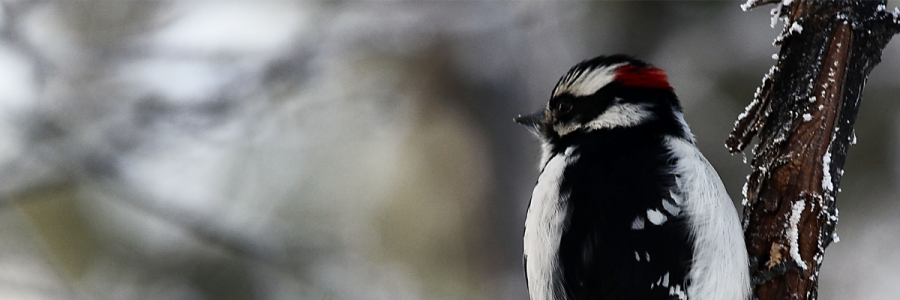 A close-up of a black and white downy woodpecker perched on a snow-covered tree branch.