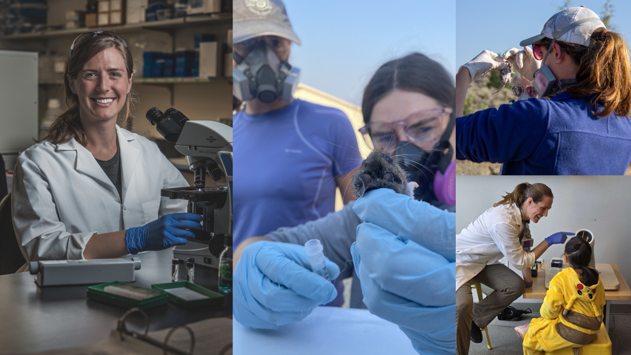 A four panel photo showcasing Maddy's fieldwork and labwork with deer mice.