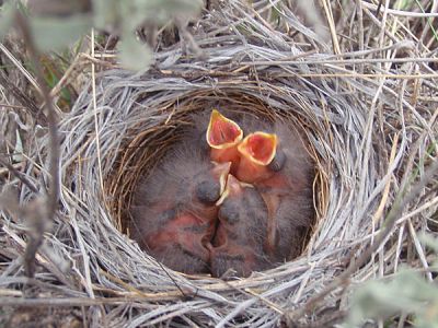 Brewer’s sparrows in a nest