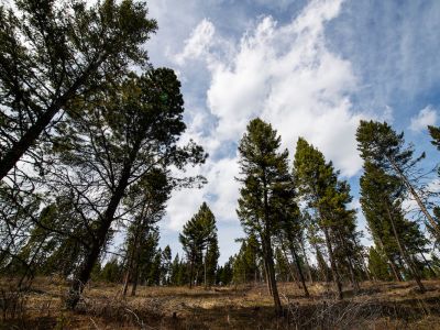 Pine trees grow toward the sky on UM's Bandy Ranch
