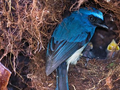An indigo flycatcher visits its nest in Malaysia. 