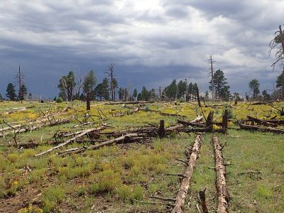 A picture of dead and living ponderosa pine and juniper trees in an Arizona forest.