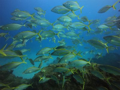 Photo of fish swimming in the ocean.