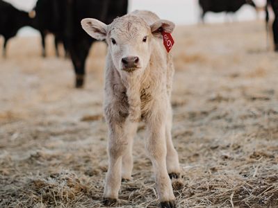 A white, baby calf looks straight at the camera.