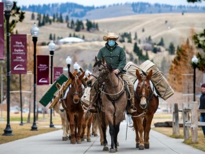 A man in a cowboy hat and green jacket rides atop a mule with some more behind him up a sidewalk on campus
