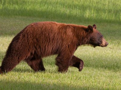 Photo of a black bear in a field