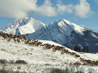 Photo of elk migration