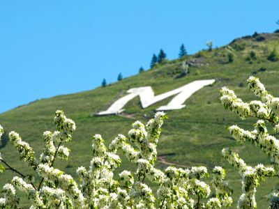 White flowers are seen below the M on Mount Sentinel. 