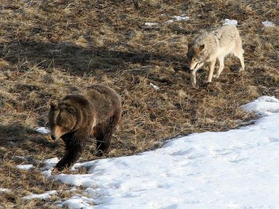 A wolf follows a bear in Yellowstone National Park.