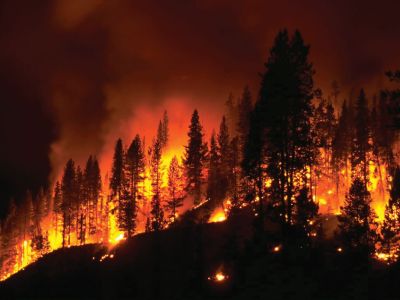 An image of a forest fire