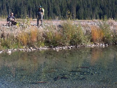 Two UM researchers stand on a bank overlooking a stream filled with salmon.