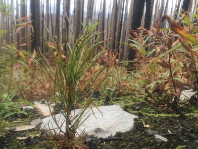 Picture of an evergreen seedling