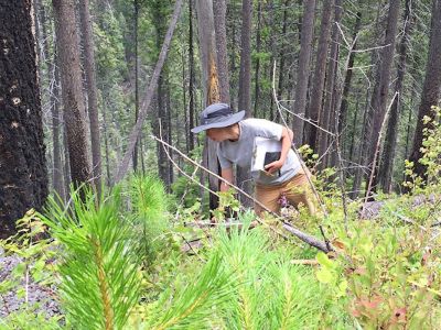 A picture of Kimberly Davis working in a forest.