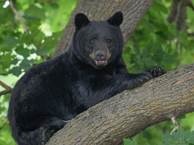 Photo of bear in tree in Missoula