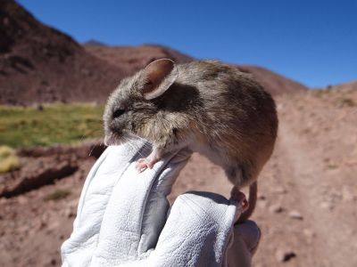 A leaf-eared mouse