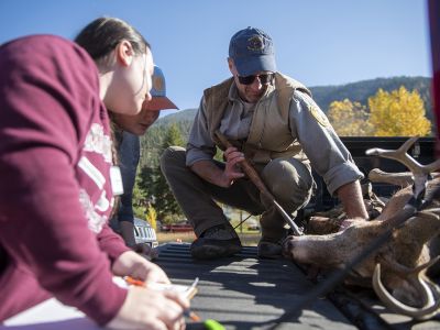 Photo of FWP biologist and students checking harvested deer