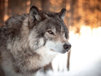 A wolf image