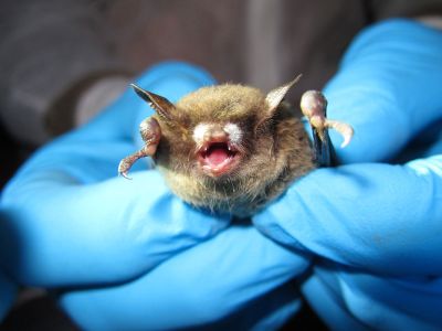 A picture of a bat with white fungus on its nose.