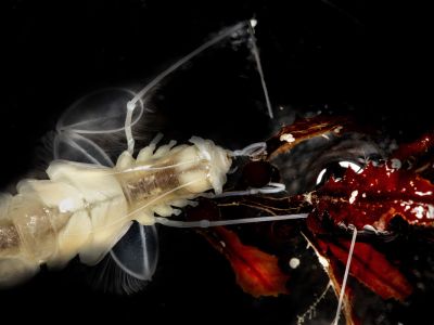 An lobster-looking isopod swims.