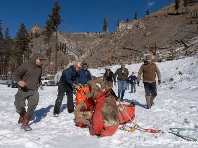 A research team works with a bighorn sheep in the snow.