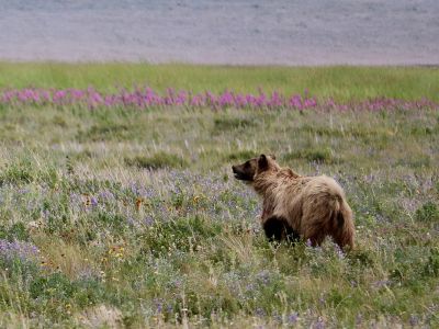 A young grizzly frolics near a lake in Glacier National Park.
