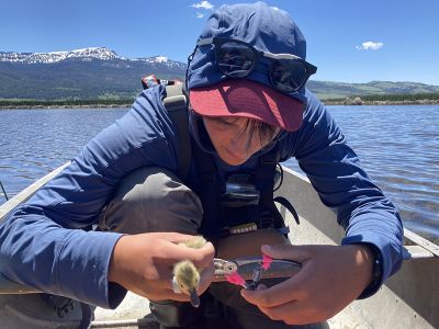 Liv Lundin attaches a tag to a young lesser scaup duck. 