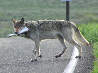 A Yellowstone wolf runs across a road with a bone in its mouth.