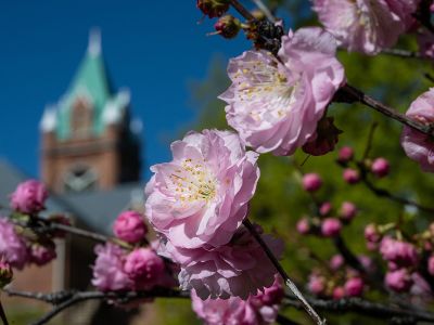 flowers bloom before Main Hall at UM
