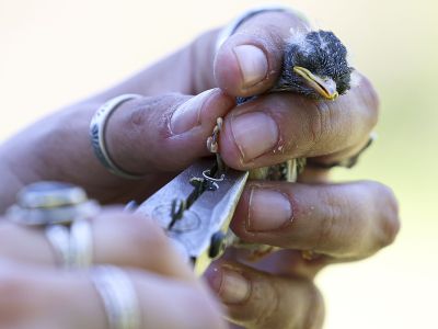 A nestling songbird is banded.