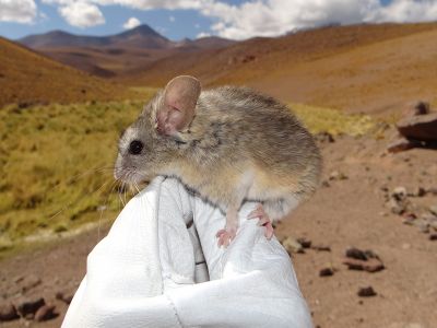 A picture of a hand holding a leaf-eared mouse high in the Andes Mountains.