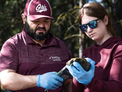 Erim Gómez, an assistant professor of wildlife biology at the University of Montana’s W.A. Franke College of Forestry and Conservation, works with student Kylie Mathews on scanning a western painted turtle for a tag