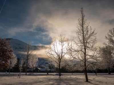 Trees in winter on the UM campus 