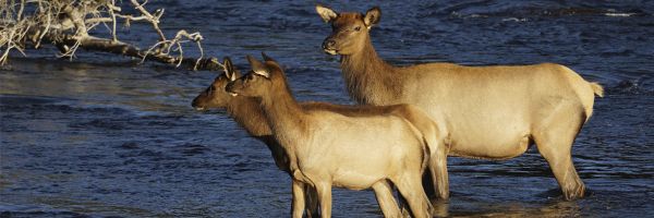 three female elk standing in a river