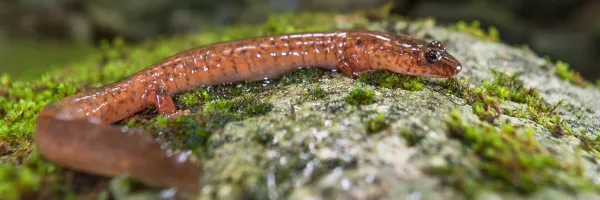 A spring salamander on a rock along a headwater stream in New Hampshire.