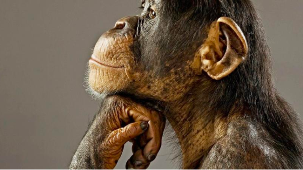 Philosopher Monkey