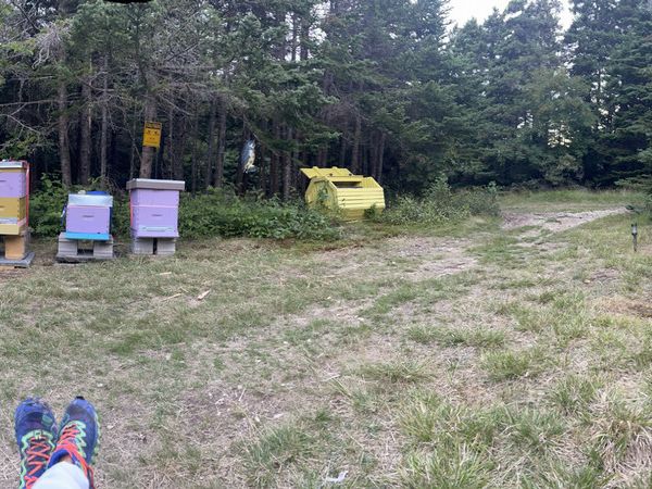 Raylynn White's Apiary of 10 honey bee hives