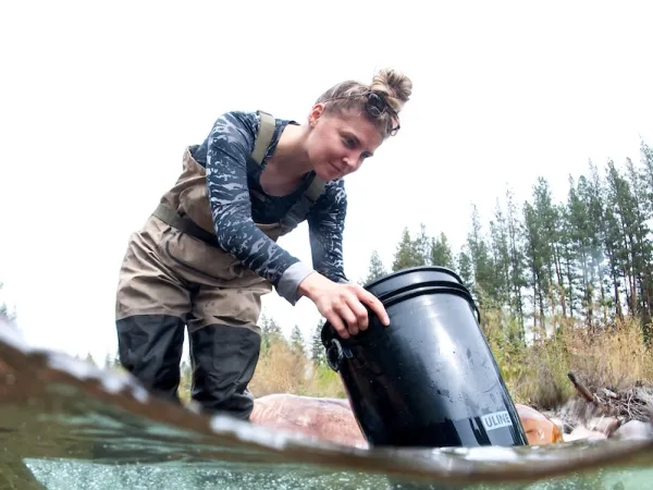 A University of Montana student uses a viewing bucket to look for fish while surveying Rattlesnake Creek near Missoula, MT.